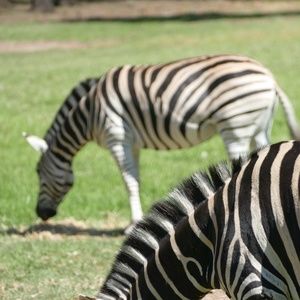 Meet your Posher, Connie